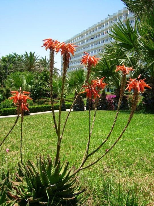 Schöne Blumen schmücken das gesamte Gelände Sahara Beach Aquapark & Resort