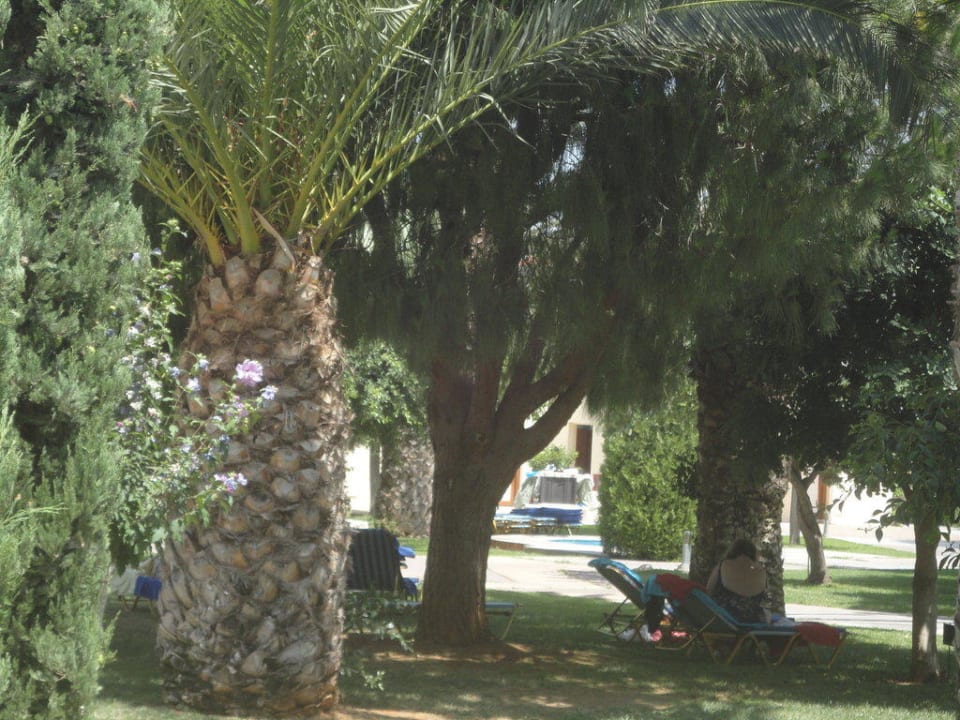 Ogród allsun Hotel Malia Beach