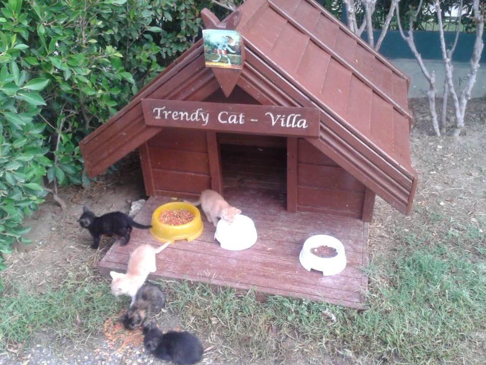 Katzenbabys Sentido Trendy Verbena Beach