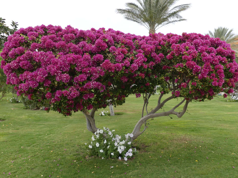 Gartenanlage Sentido Caribbean World Soma Bay