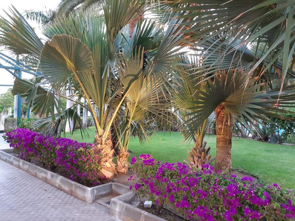 Gartenanlage Hotel Riu Palace Maspalomas Adults Only
