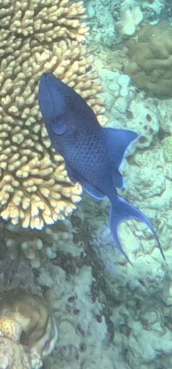 Sport & Freizeit Sun Siyam Vilu Reef