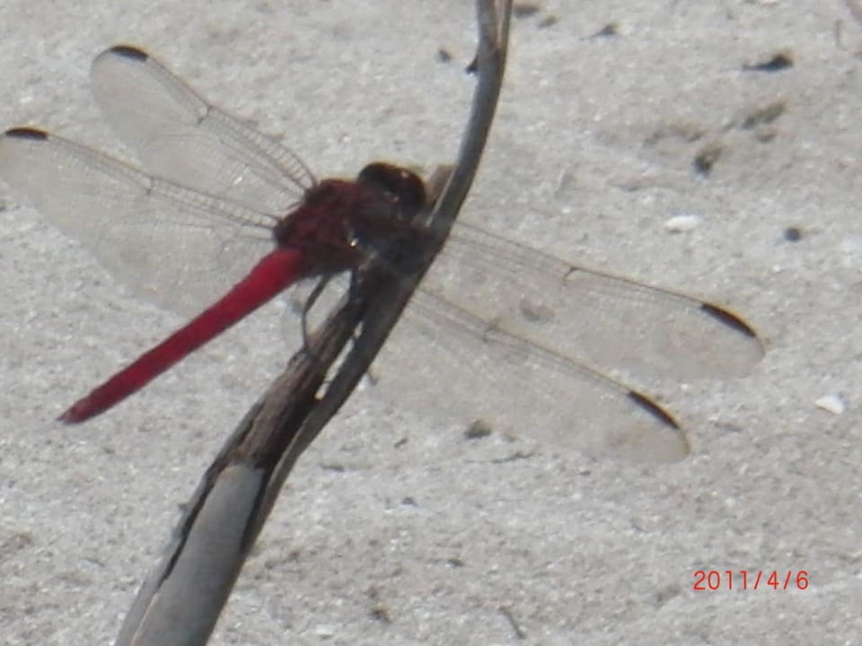 Libelle Hotel Grand Palladium Palace Resort, Spa & Casino