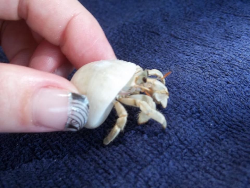 Einsiedlerkrebse Adaaran Select Hudhuran Fushi - Premium All Inclusive