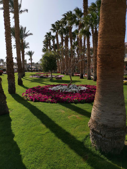 Gartenanlage Beach Albatros Resort