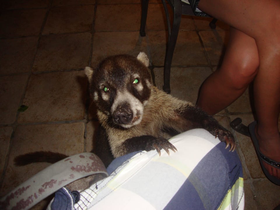 Hotel Catalonia Playa Maroma Catalonia Playa Maroma