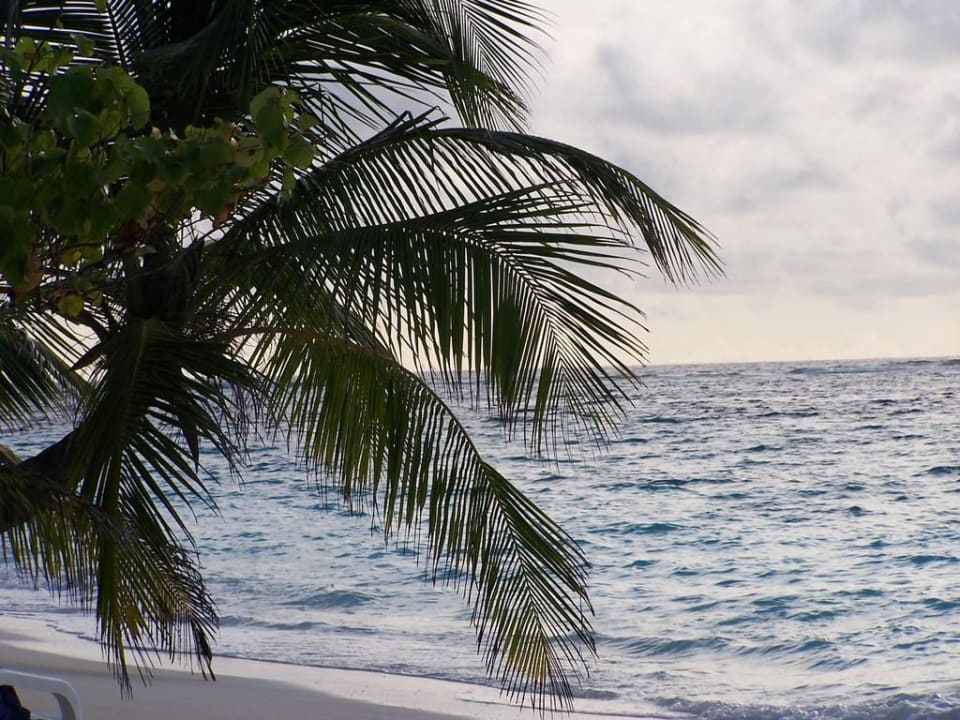 Strand mit viel Palmen Adaaran Club Rannalhi - All Inclusive