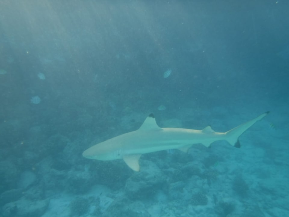 Sport & Freizeit Summer Island Maldives