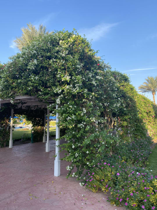 Gartenanlage Desert Rose