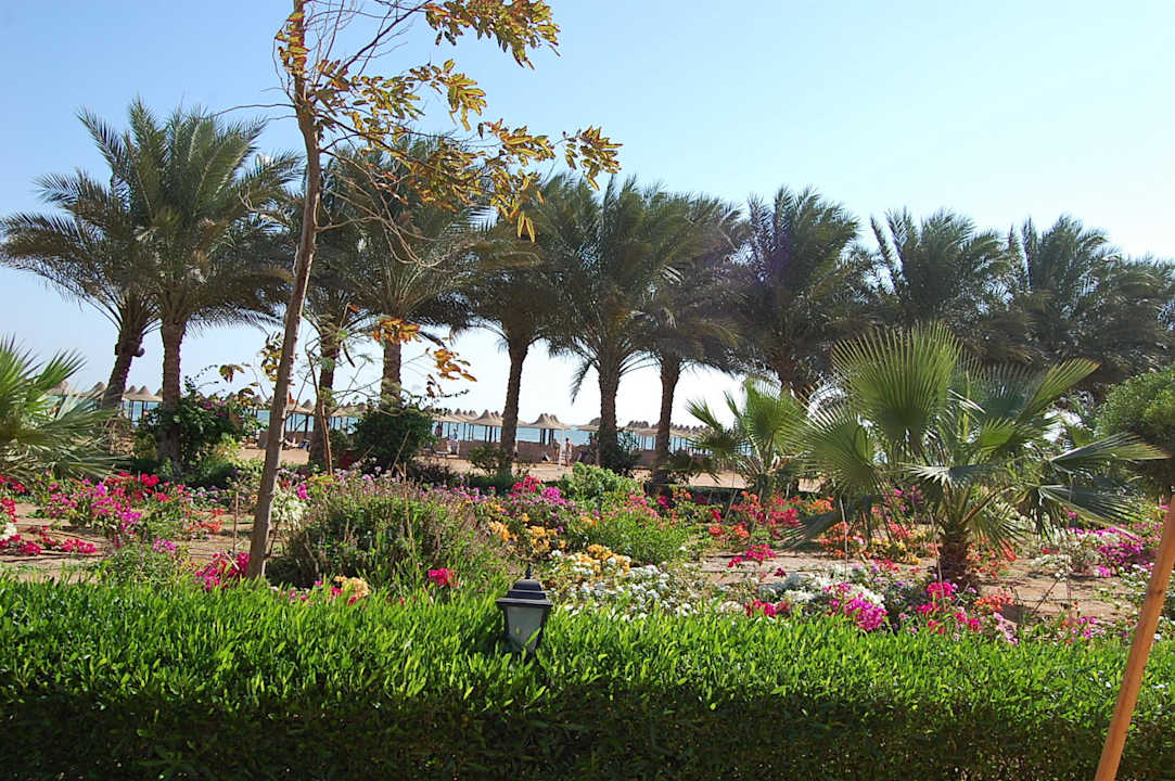 Palmy i palemki JAZ Mirabel Beach