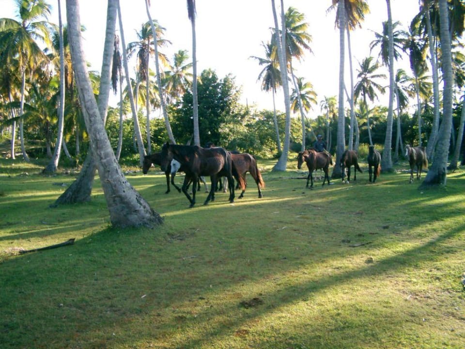 Garten mit Pferden Wyndham Alltra Samana