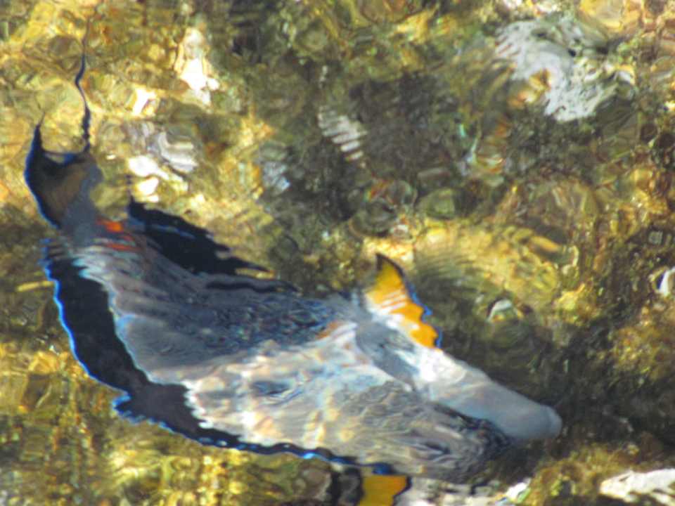 Fish Sharm Grand Plaza Resort