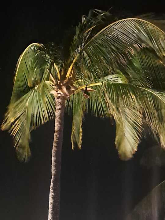 Gartenanlage Le Meridien Ile Maurice