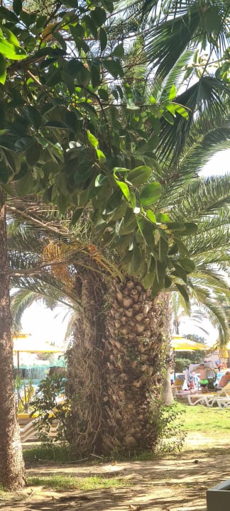 Gartenanlage Mahdia Beach & Aquapark