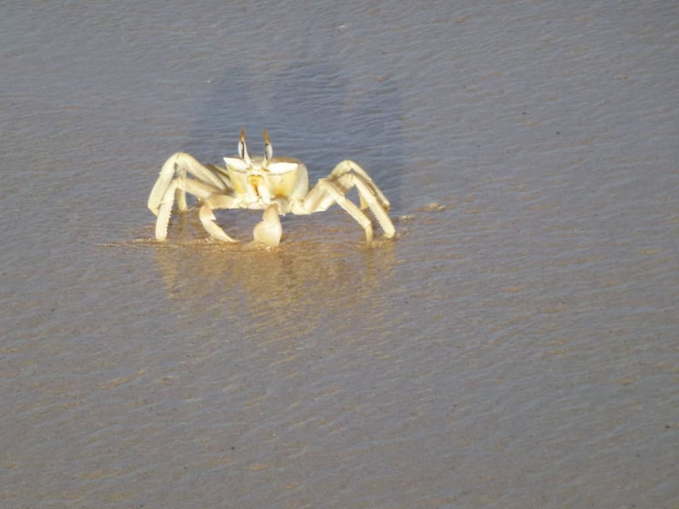 Strandbewohner Hotel Riu Touareg