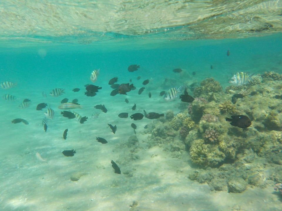 Kleine Korallenbank Menaville Safaga