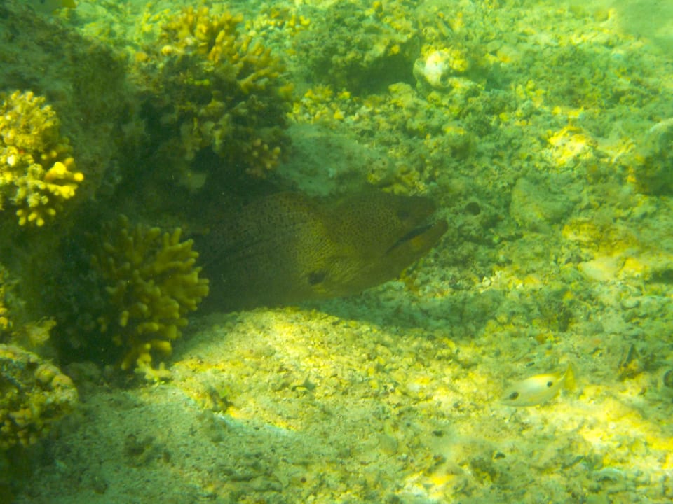 Strand Beach Safari Nubian Resort