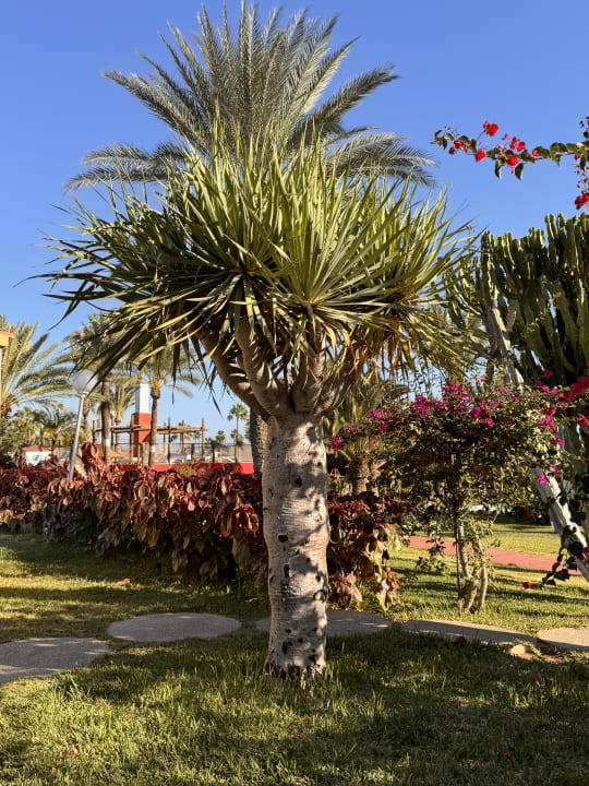 Gartenanlage HL Miraflor Suites Hotel