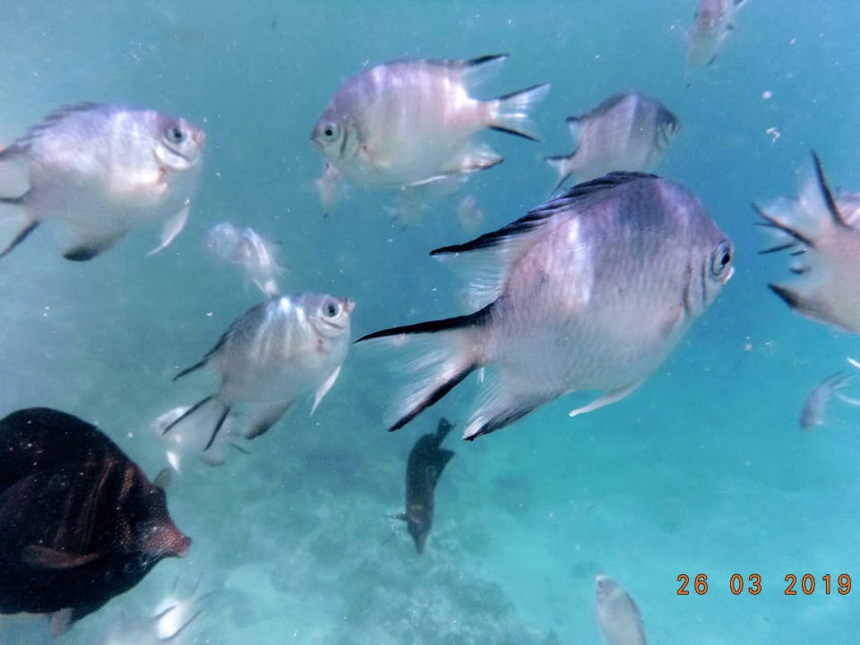 Sport & Freizeit Steigenberger Coraya Beach - Adults only