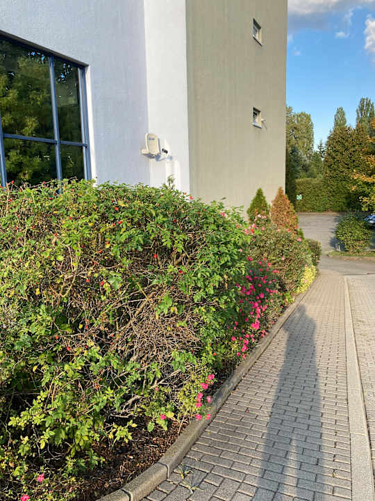 Gartenanlage Best Western Plaza Hotel Zwickau