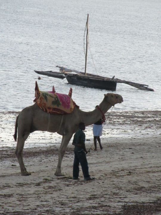 Das Kamel und das Meer Neptune Beach Resort