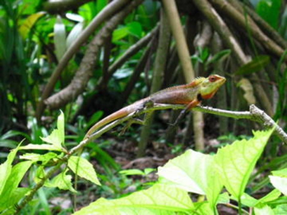Wegelagerer Kuramathi Maldives