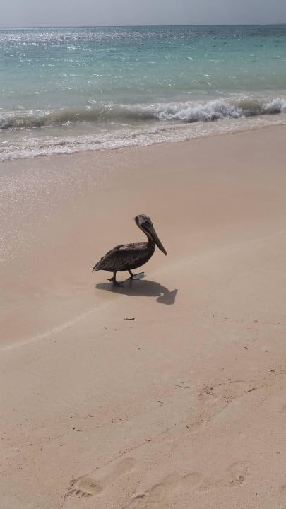Ein Pelikan am Strand  Punta Cana Princess All Suites Resort & Spa