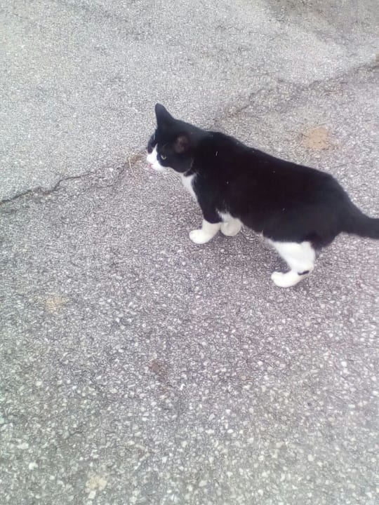 Katze am Hof Ferienhaus Bergsee