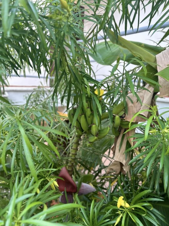 Gartenanlage Belconti Resort Hotel