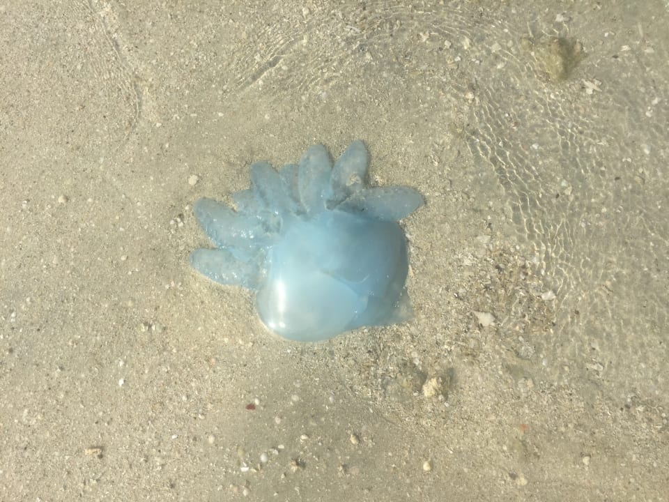 Strand Aloft Palm Jumeirah