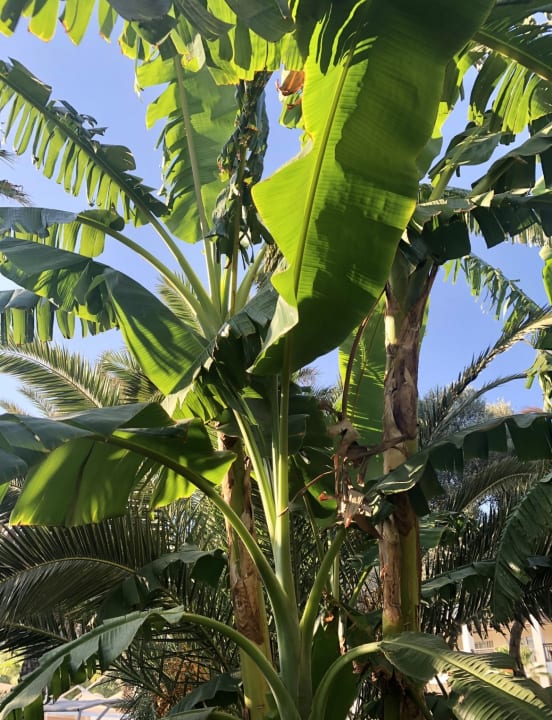 Gartenanlage Latanya Park Resort