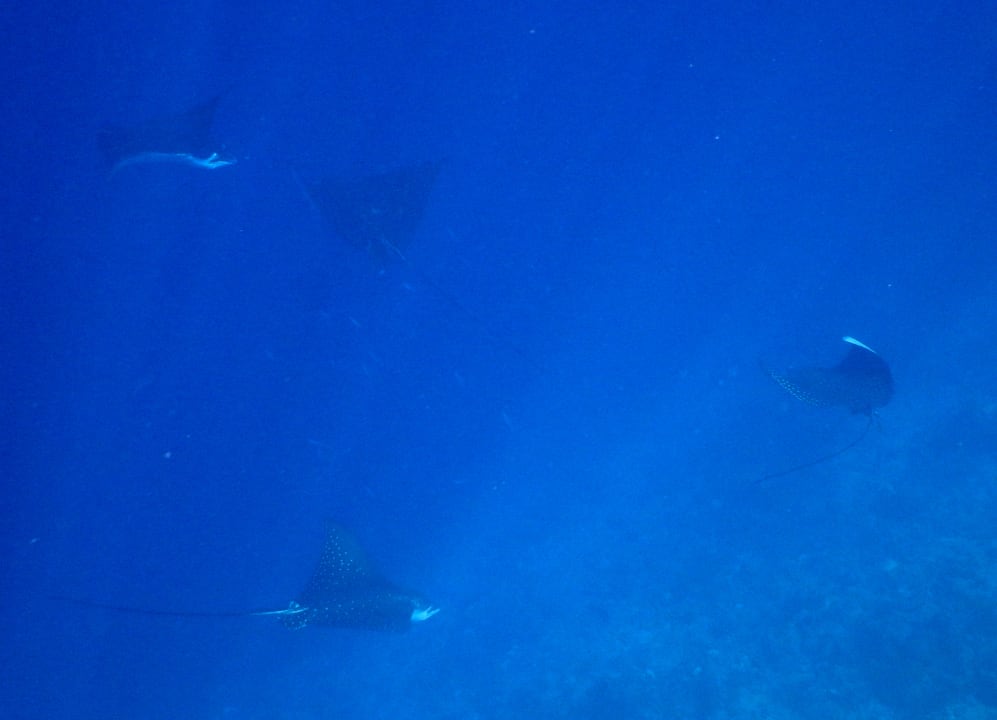 Sport & Freizeit Hondaafushi Island Resort