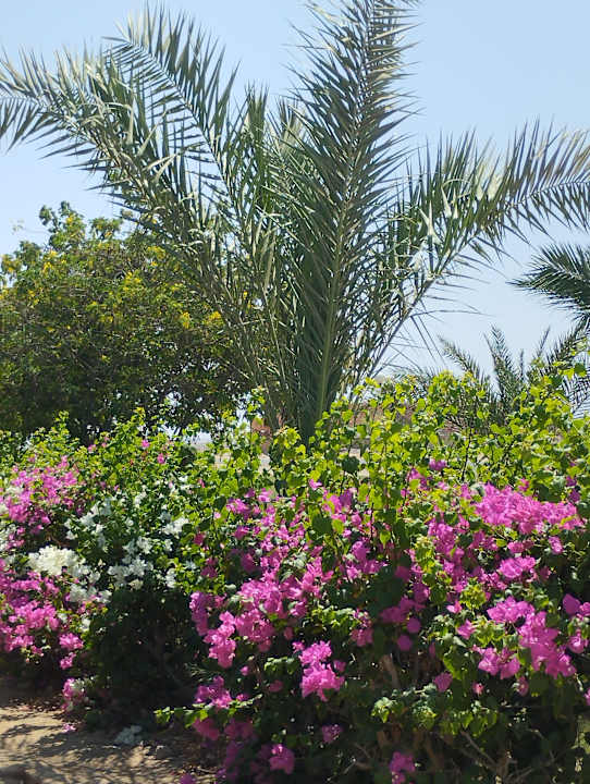 Gartenanlage Three Corners Happy Life Beach Resort