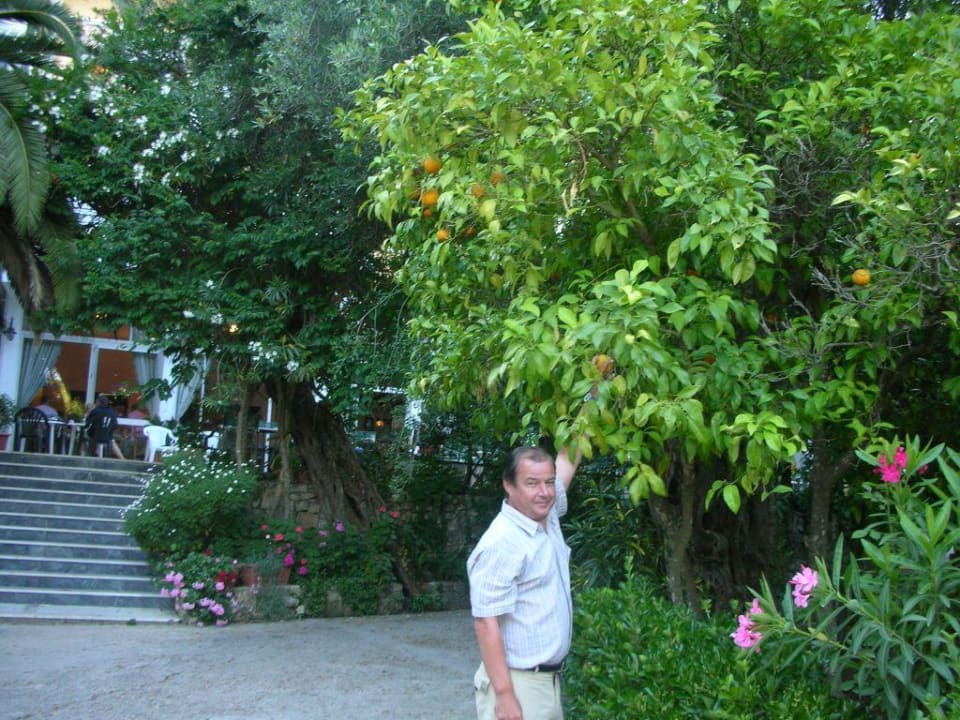 Zitronenbaum in der Hotelgartenanlage Ipsos Beach Hotel Ipsos Beach