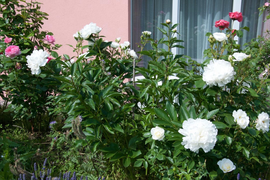 Eingang zwichen Pfingstrosen Ferienwohnung Arden