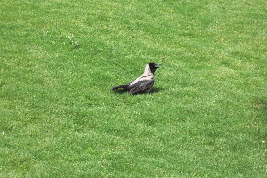 Auch den Vogel ist es warm hi hi  Steigenberger ALDAU Beach Hotel