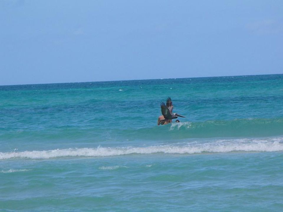 Вот такие вот птички Muthu Playa Varadero