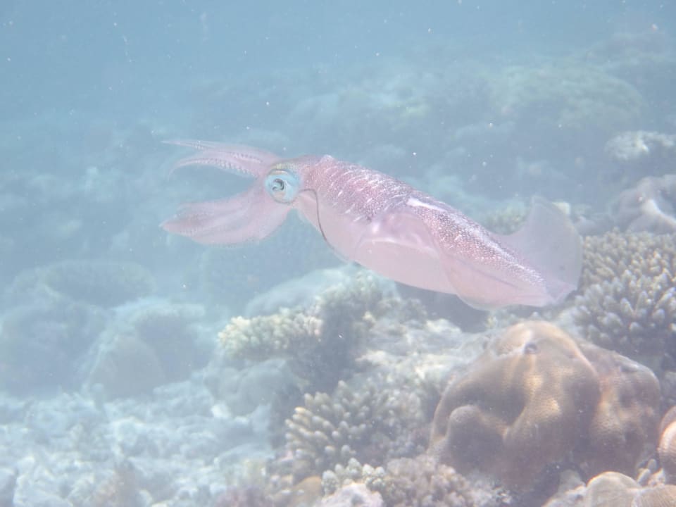 Kalmare am Hausriff Embudu Village