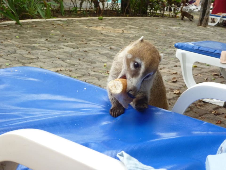 Kleiner Dieb Hotel Riu Tequila