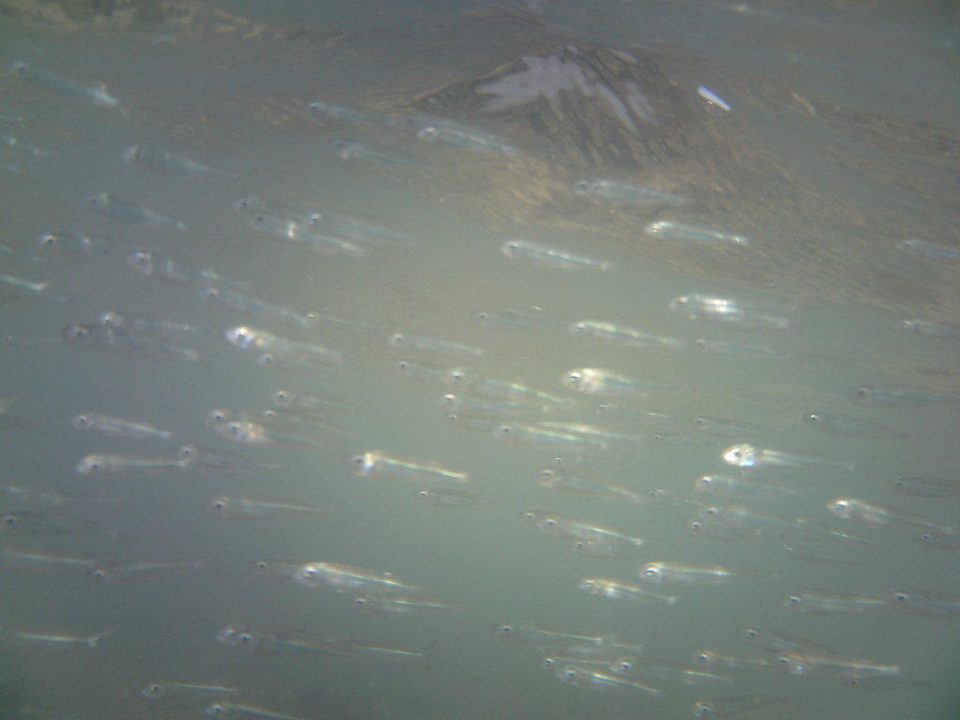 Kleine Fische  Riviera Aqua Park Resort