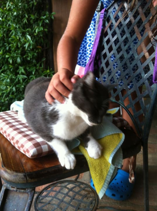 & die Katzen sind zutraulich - ein Bauerndörfchen! Holiday House Borgo Badia