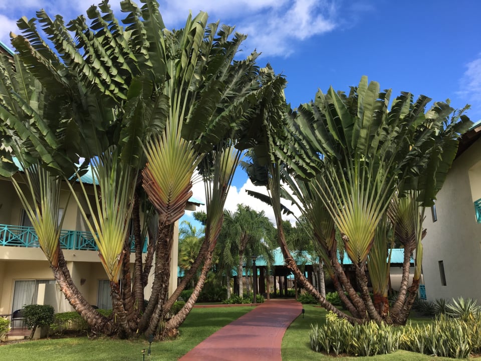 Außenansicht Dreams La Romana Resort & Spa