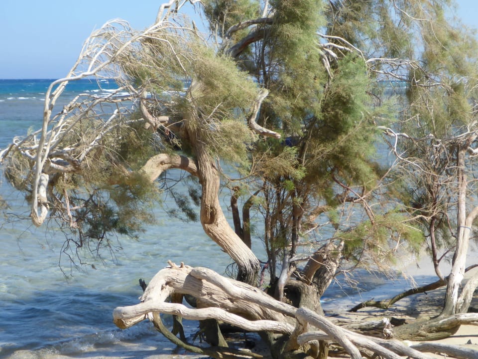 Strand   Shams Alam Beach Resort