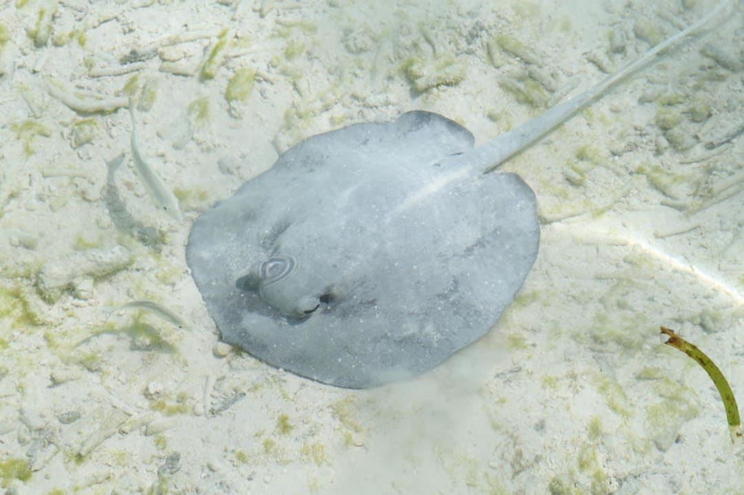 Zum Knuddeln! Meeru Maldives Resort Island