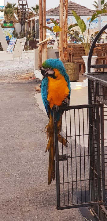 Sonstiges Anissa Beach & Village