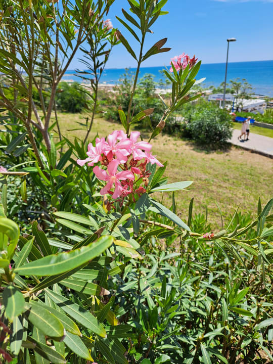 Gartenanlage Club Sidelya Hotel