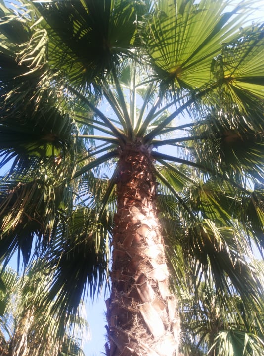 Gartenanlage Seaden Sea World Resort & Spa