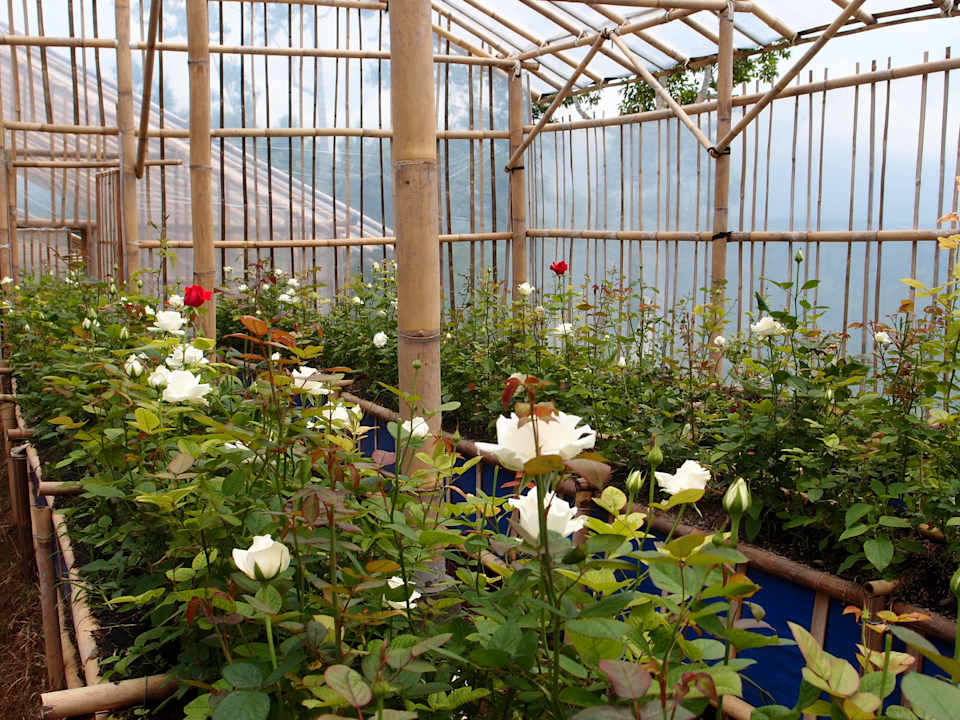 Agro Rose Bagus Agro Pelaga