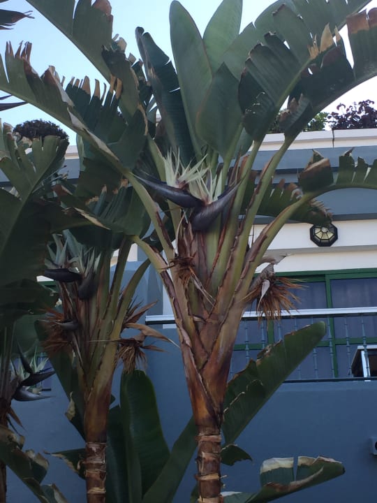 Gartenanlage Adrián Hoteles Colón Guanahaní - Adults only