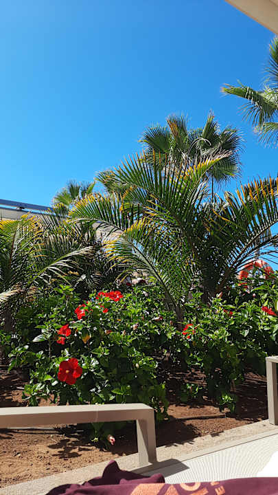 Gartenanlage Hotel Riu Buenavista